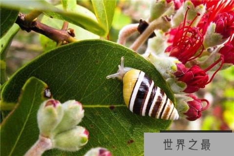 世界上最美丽的蜗牛：夏威夷蜗