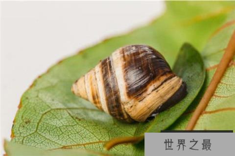 世界上最美丽的蜗牛：夏威夷蜗