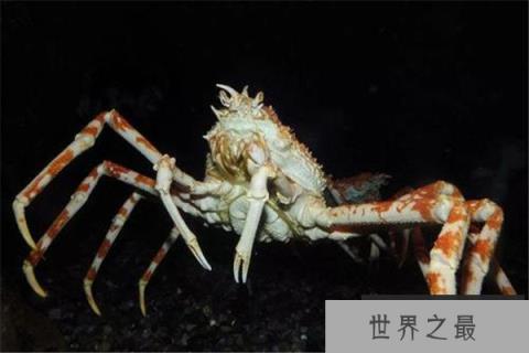 世界上最奇特的螃蟹：蜘蛛蟹腿长可达3米