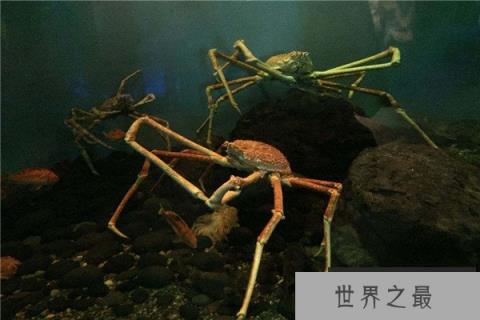 世界上最奇特的螃蟹：蜘蛛蟹腿长可达3米