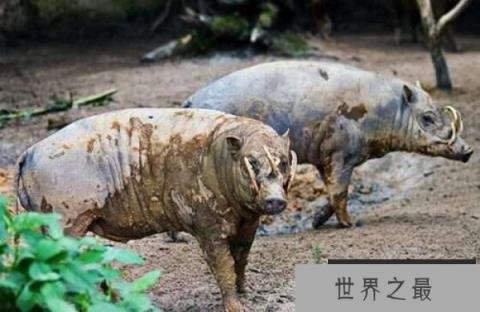 世界上最奇特的猪：鹿豚既像猪又像鹿，长有四个獠牙