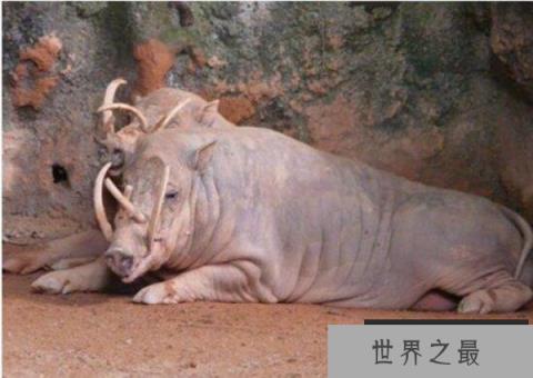 世界上最奇特的猪：鹿豚既像猪又像鹿，长有四个獠牙