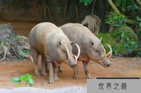 世界上最奇特的猪：鹿豚既像猪又像鹿，长有四个獠牙