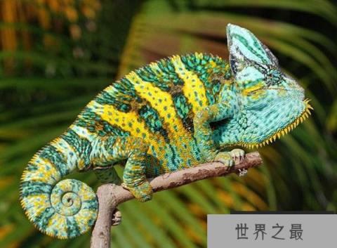 世界上最容易繁殖的变色龙：高冠变色龙6个月就可成年