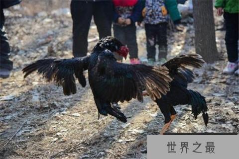 世界上最凶猛的鸡：鲁西斗鸡