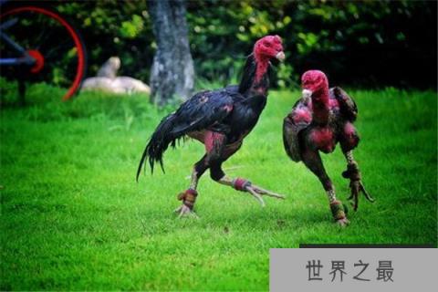 世界上最凶猛的鸡：鲁西斗鸡