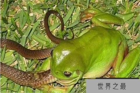 世界上最凶猛的青蛙：连毒蛇都在烟蛙菜单之列