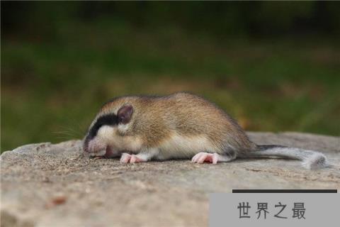 世界最能睡动物睡鼠：仅五年寿命四年都在睡觉