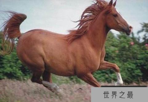 世界上五种最贵的动物