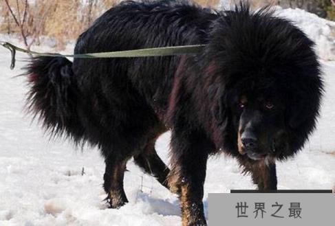 世界上五种最贵的动物