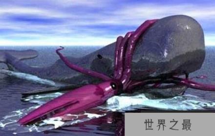 世界上最大的乌贼：巨枪乌贼体长达20米