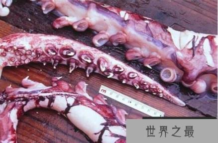 世界上最大的乌贼：巨枪乌贼体长达20米