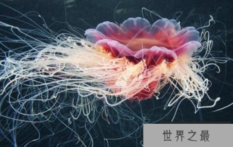 世界上最大的触手怪：北极霞水母触手长达40余米