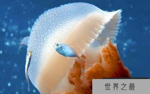 世界上最大的触手怪：北极霞水母触手长达40余米