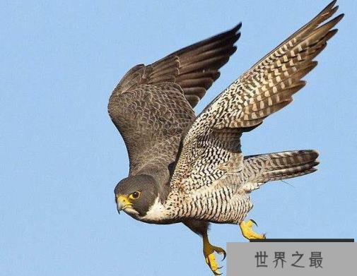 世界上速度最快的动物