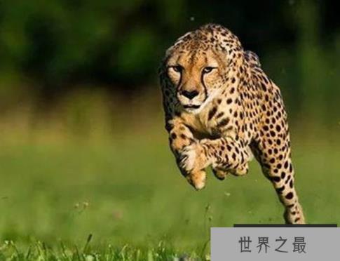 世界上速度最快的动物