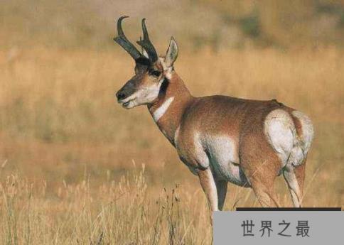 世界上速度最快的动物