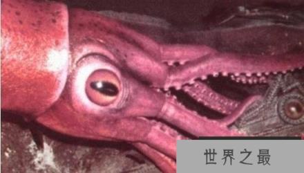 世界上最大的乌贼：巨枪乌贼体长达20米