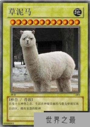 网络最火十大神兽