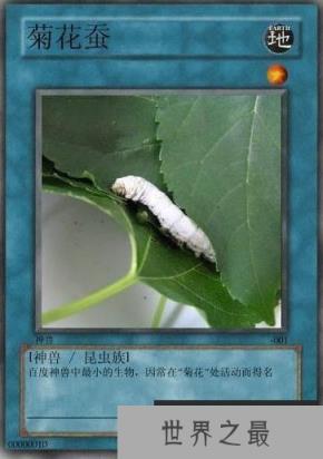 网络最火十大神兽