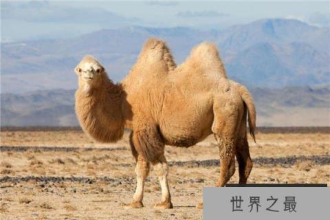 世界上最稀有10种动物，白鳍豚排在榜首