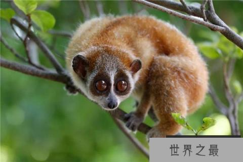 世界上最稀有10种动物，白鳍豚排在榜首