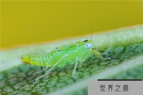 世界上繁殖最快的昆虫：蚜虫一年可繁殖30代