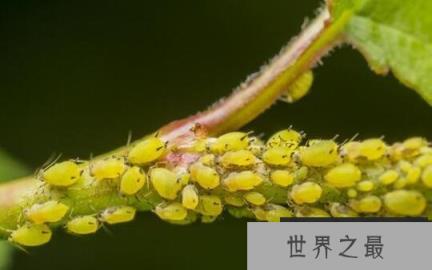 世界上繁殖最快的昆虫：蚜虫一年可繁殖30代