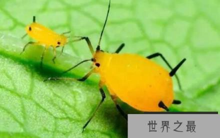 世界上繁殖最快的昆虫：蚜虫一年可繁殖30代