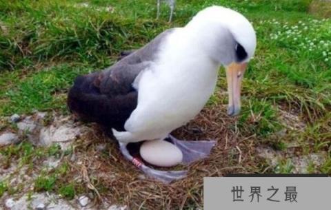 世界上最老的海鸟：68岁信天翁再次当妈