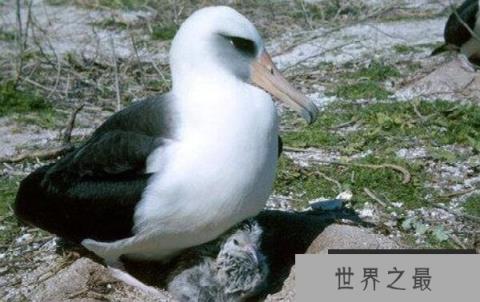 世界上最老的海鸟：68岁信天翁再次当妈