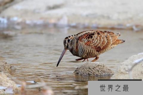 世界上飞得最慢的鸟：丘鹬飞行时速仅为8千米