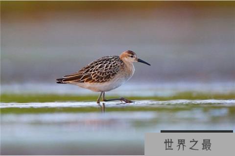 世界上飞得最慢的鸟：丘鹬飞行时速仅为8千米