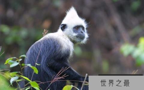 世界上最稀有的猴子：白头叶猴