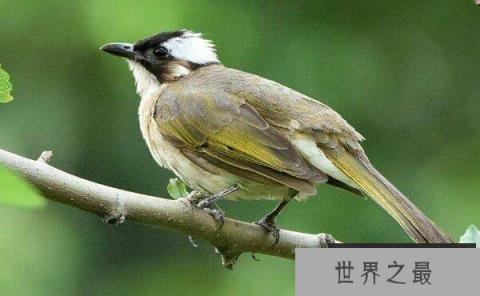 世界上最值得保护的益鸟：白头翁鸟专吃害虫