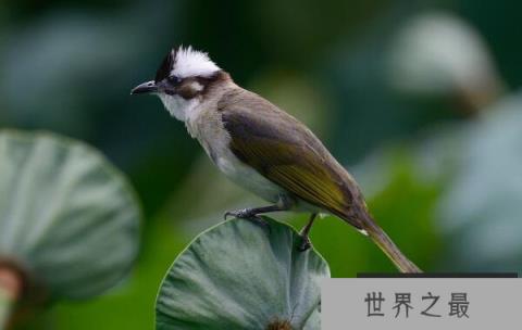 世界上最值得保护的益鸟：白头翁鸟专吃害虫