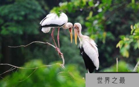 世界上姿态最优美的鸟：白头鹮鹳羽色美丽姿态优美