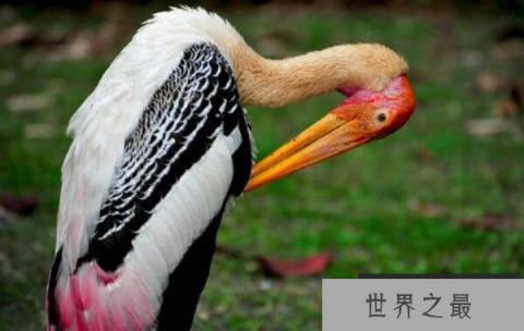世界上姿态最优美的鸟：白头鹮鹳羽色美丽姿态优美