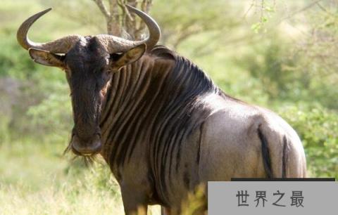 世界上最奇特的动物：白尾角马是个‘六不像’