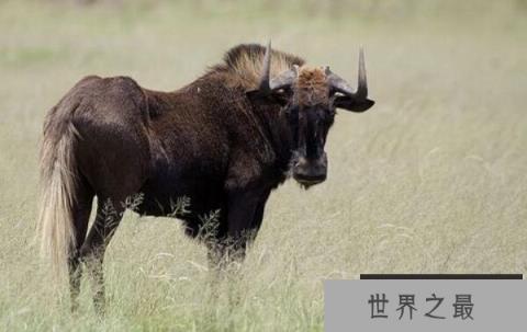 世界上最奇特的动物：白尾角马是个‘六不像’