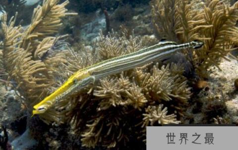 世界上身体最奇特的鱼：斑点管口鱼像根软水管
