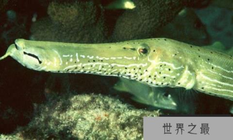 世界上身体最奇特的鱼：斑点管口鱼像根软水管
