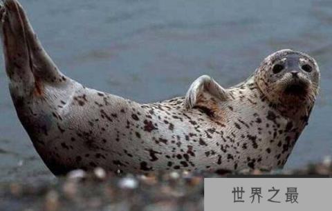 世界上最可爱的海豹：斑海豹体长可达2米