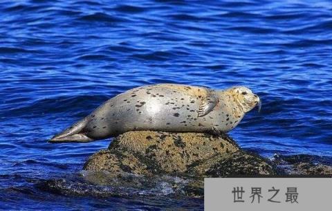 世界上最可爱的海豹：斑海豹体长可达2米
