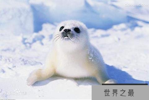 世界上最萌的海豹：竖琴海豹体长1.7米
