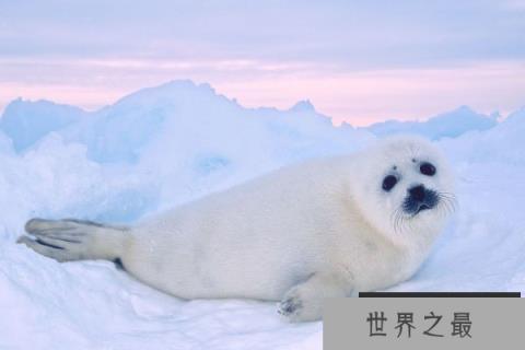 世界上最萌的海豹：竖琴海豹体长1.7米