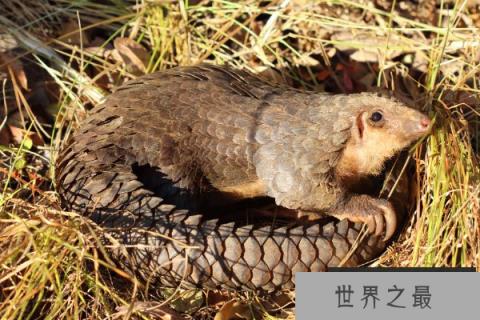 唯一栖息在树上的穿山甲：树穿山甲最喜欢爬树