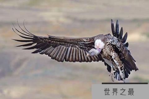 世界上最大的飞行动物：安第斯神鹰体长可达1.3米
