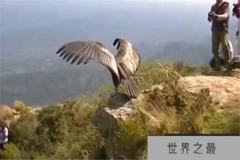 世界上最大的飞行动物：安第斯神鹰体长可达1.3米