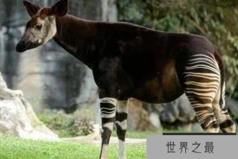 世界上睡眠最少的动物，霍加狓每天只睡5分钟